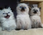 Ragdoll Gattini Disponibili