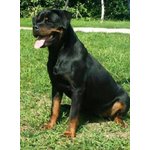 Cuccioli di Rottweiler con Pedigree - Foto n. 1