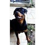 Cuccioli di Rottweiler con Pedigree - Foto n. 2