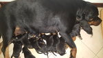 Cuccioli di Rottweiler con Pedigree - Foto n. 3