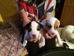 Cuccioli di jak Russel Terrier - Foto n. 3