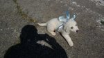 Cuccioli Labrador Retriever - Foto n. 4