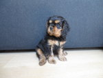 Cuccioli Cavalier king Charles Spaniel - Foto n. 4