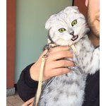 🐱 Scottish Fold maschio di 8 anni e 10 mesi in accoppiamento a Milano (MI) da privato