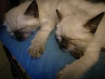 Cuccioli Siamese thai blue Point