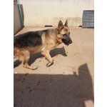 Grace, 4 Anni, Leishmania, Abbandonata con il Segno del Collare!