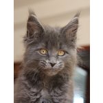 Cuccioli di Razza Maine Coon - Foto n. 1