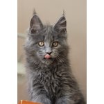 Cuccioli di Razza Maine Coon - Foto n. 2