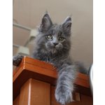 Cuccioli di Razza Maine Coon - Foto n. 3