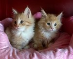 Splendida Maine coon Cuccioli - Foto n. 2