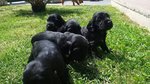 Cuccioli di cocker spaniel