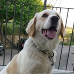 🐶 Labrador maschio in adozione a Cosenza (CS) e in tutta Italia da privato