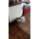 Aura! Simpatica e Dolce Cagnolina che Sorride alla Vita! - Foto n. 9