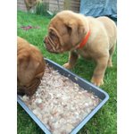 Dogue De Bordeaux cuccioli