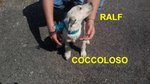 Cucciolo ralf Incrocio Border Collie jack Russel