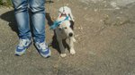 Cucciolo ralf Incrocio Border Collie jack Russel - Foto n. 4