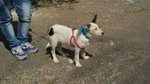 Cucciolo ralf Incrocio Border Collie jack Russel - Foto n. 7