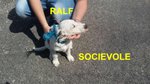 Cucciolo ralf Incrocio Border Collie jack Russel - Foto n. 9