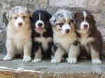 Cucciola Australian Shepherd Pastore Australiano