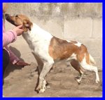 Evelyn tg Medio Piccola 2 anni Cagnolina Adatta a Tutti - Foto n. 3