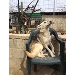 Mini cane lupo Cecoslovacco - Foto n. 2