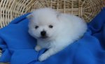 Cuccioli Spitz di Pomerania