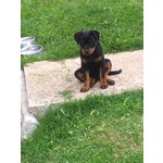 Bellissima Cucciola di Rottweiler con Prestigioso Pedigree - Foto n. 2