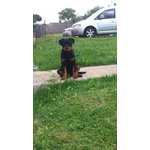 Bellissima Cucciola di Rottweiler con Prestigioso Pedigree - Foto n. 3