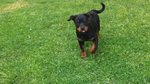 Bellissima Cucciola di Rottweiler con Prestigioso Pedigree - Foto n. 4