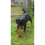 Bellissima Cucciola di Rottweiler con Prestigioso Pedigree