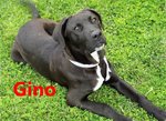 Cucciolotti di cane Taglia Grande Cercano Adozione Urgente - Foto n. 2