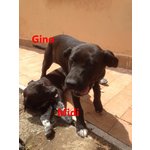 Cucciolotti di cane Taglia Grande Cercano Adozione Urgente - Foto n. 5