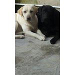 Cuccioli pura Razza Labrador