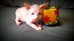 Cuccioli Canadian Sphynx Disponibili