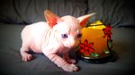 Cuccioli Canadian Sphynx Disponibili - Foto n. 3