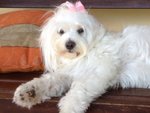 Vendo Cuccioli Maltese