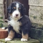 Bovaro del Bernese