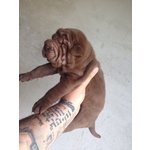 Sharpei - Cuccioli - Foto n. 2