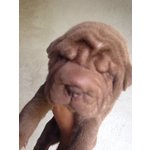 Sharpei - Cuccioli - Foto n. 3