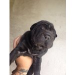 Sharpei - Cuccioli - Foto n. 5