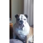 🐶 Bulldog Inglese maschio di 9 anni e 8 mesi in accoppiamento a Cernusco Lombardone (LC) e in tutta Italia da privato