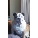 Bulldog Inglese Peringlese per Monta