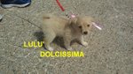 Lulu' Cucciola Incrocio Volpino - Foto n. 1
