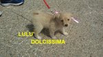 Lulu' Cucciola Incrocio Volpino