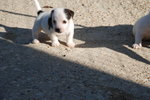 Jack Russell Cuccioli