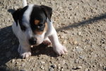 Jack Russell Cuccioli - Foto n. 2