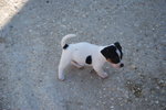 Jack Russell Cuccioli - Foto n. 3