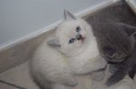 Cuccioli British Shorthair - Foto n. 1