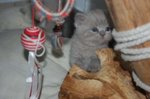 Cuccioli British Shorthair - Foto n. 2