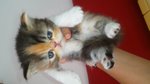 4 Cuccioli di Persiano - Foto n. 2